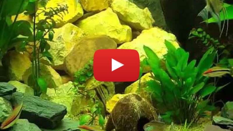 Video H58rownwyR0 abspielen