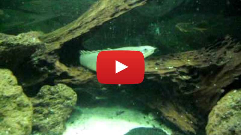 Video H5vob8-Eeow abspielen