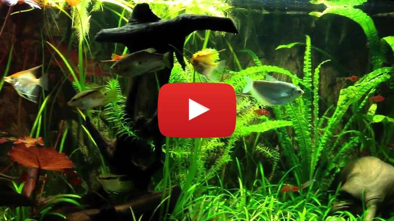 Video HAV4_a2lkFc abspielen