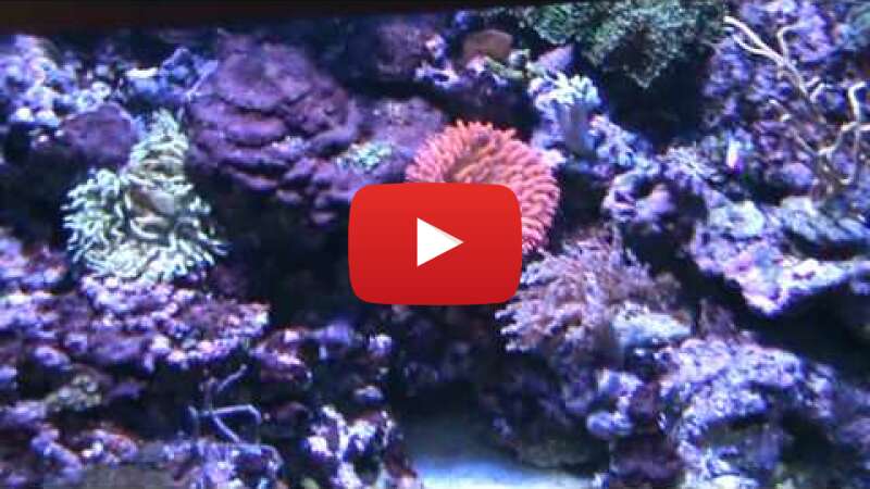 Video HBN5W2V3o3U abspielen