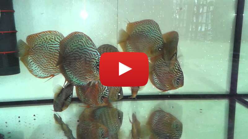 Video HFbjMvHJSAg abspielen