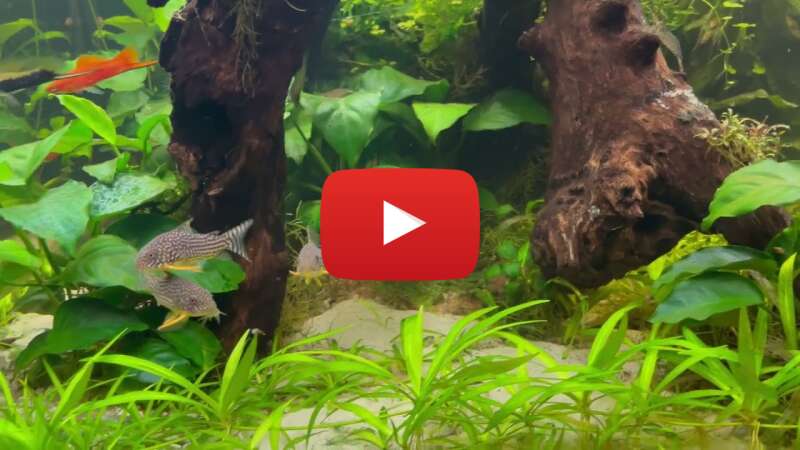 Video HIgWS0ftov8 abspielen