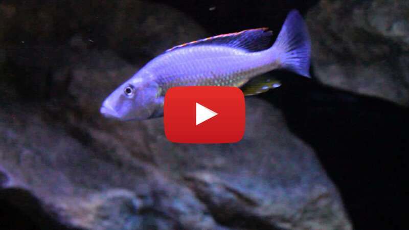 Video HJ3nsT2CI50 abspielen