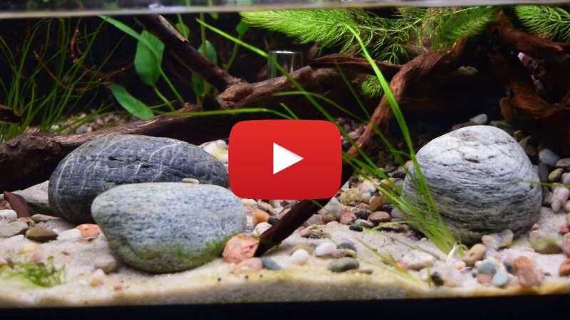 Video HJw1bEUrX5w abspielen