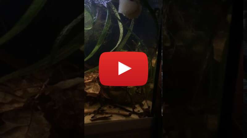 Video HKHEym-9qqM abspielen