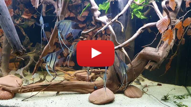 Video HNiPLyXp3qI abspielen