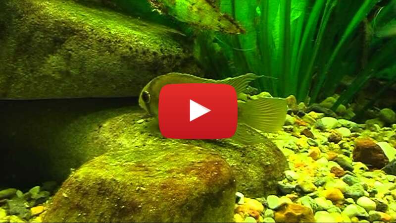 Video HNmaFaTOct4 abspielen