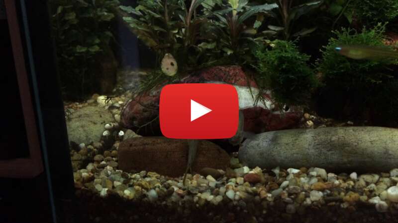 Video HSmSSxyH_5Q abspielen