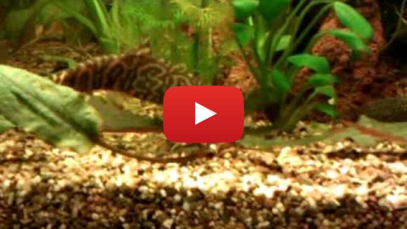 Video HU7OafIZWT0 abspielen