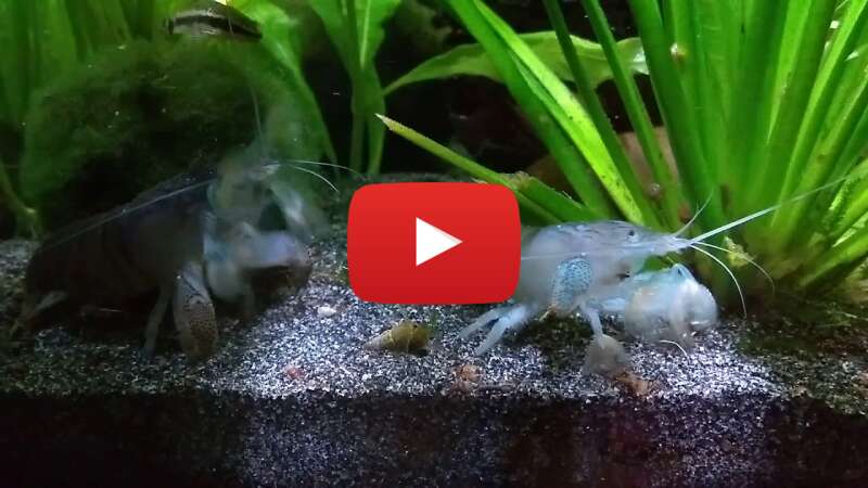 Video HZzprTN0LdU abspielen