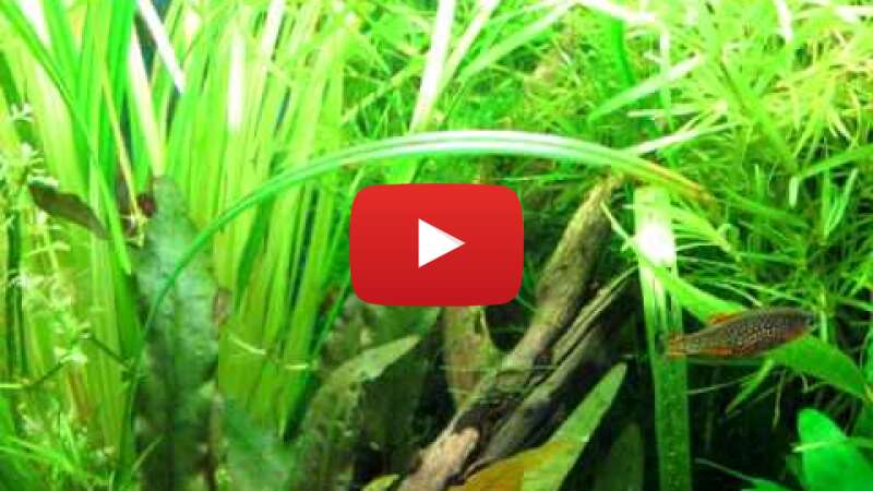 Video HcagAvDW61g abspielen