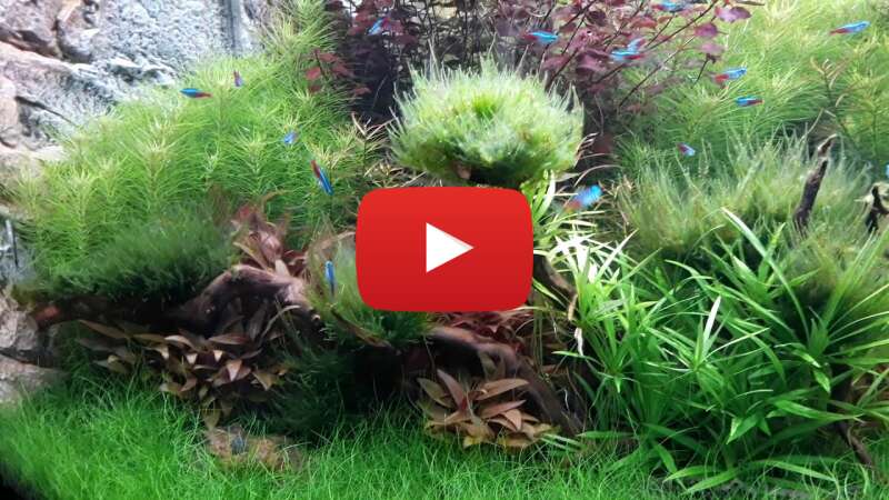 Video HfWzCBDnV24 abspielen