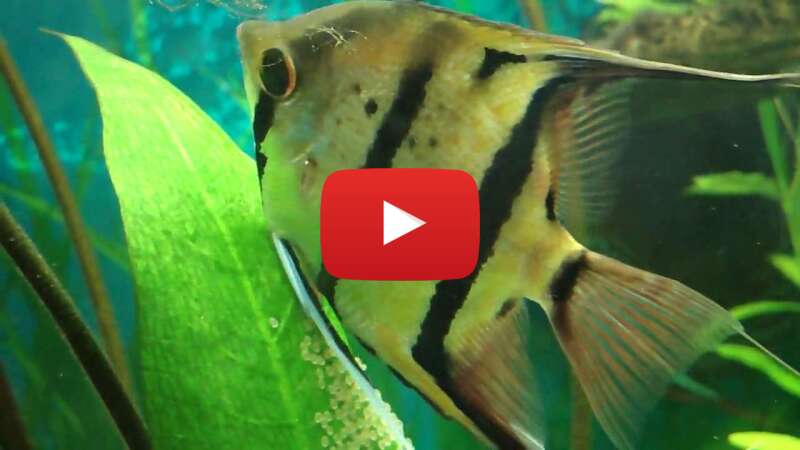 Video Hg4vyMT_0pU abspielen