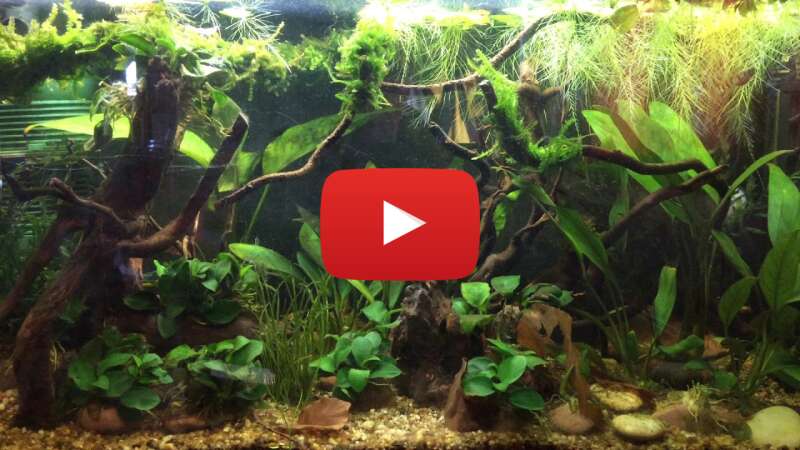 Video Hh2StEkgugs abspielen