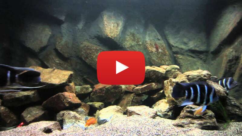 Video HhgsJSedC-o abspielen