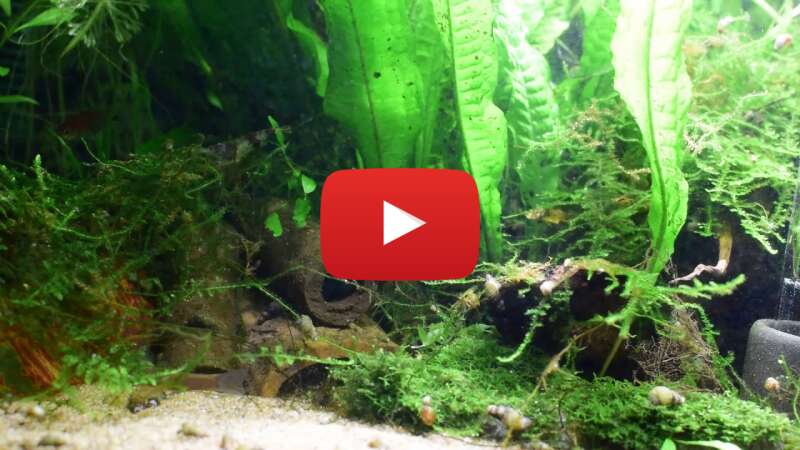 Video HlqssDdJwQA abspielen