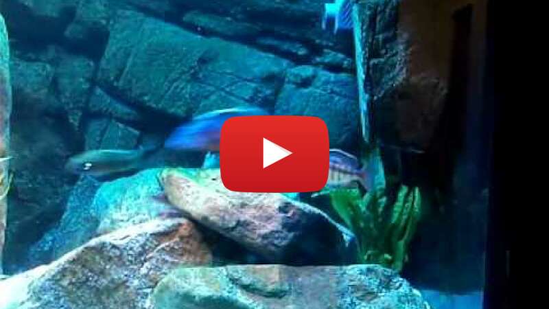 Video HneszcIOE8U abspielen