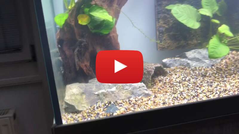 Video HrsAIxeV73U abspielen