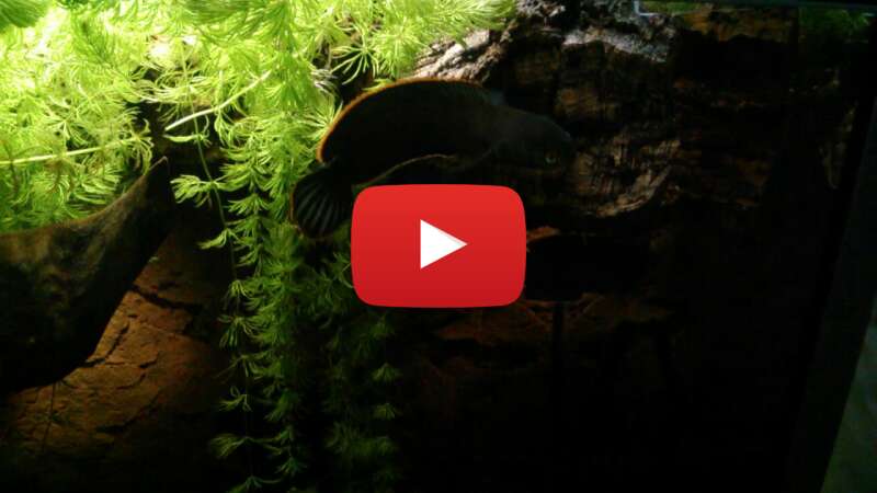 Video HvNRLAQqyoE abspielen