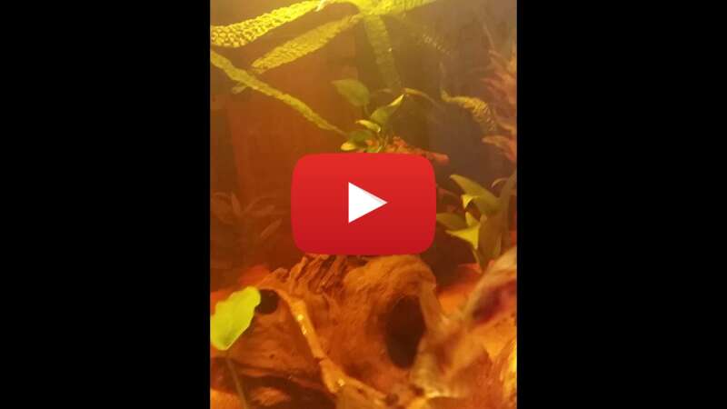 Video I-qKbljt5as abspielen