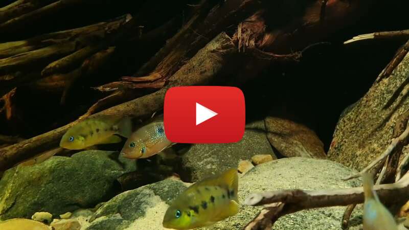 Video I3of1wPNrSw abspielen