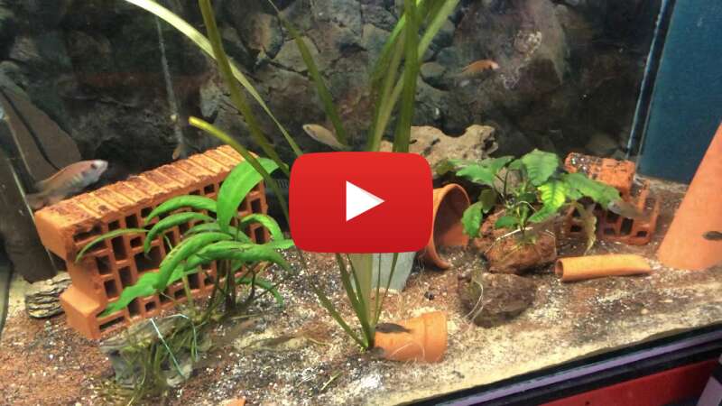 Video I43GSK8FNXs abspielen