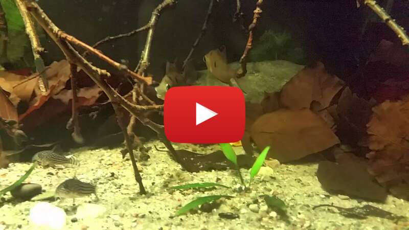 Video I8-xJJFvkrQ abspielen