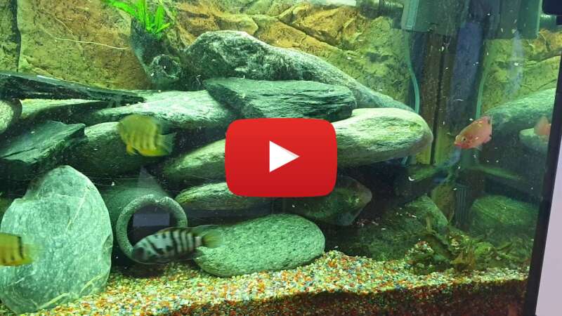 Video IBQuw8BO3ZY abspielen