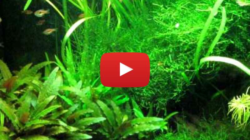 Video ICmyQhxXuSI abspielen