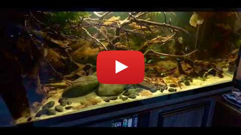 Video IF0golIOHkw abspielen