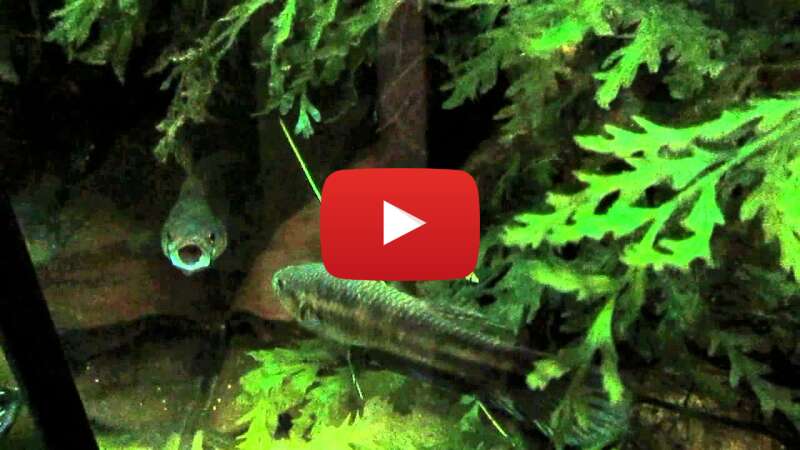 Video ILjMVR1HFe4 abspielen