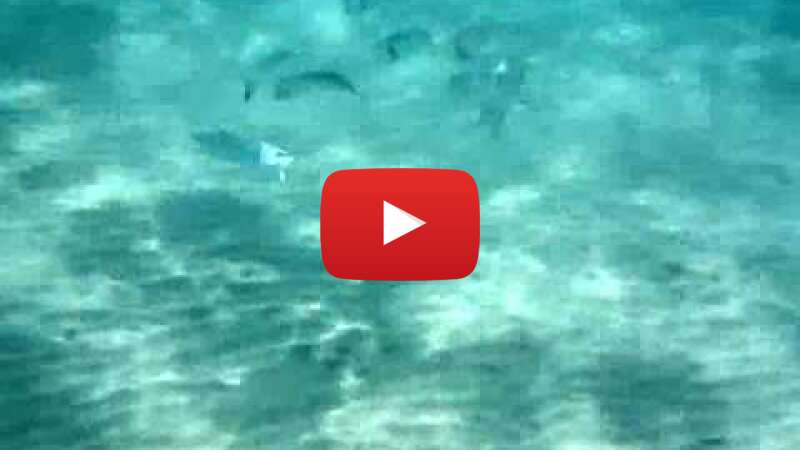 Video IMkKxFcj4HI abspielen