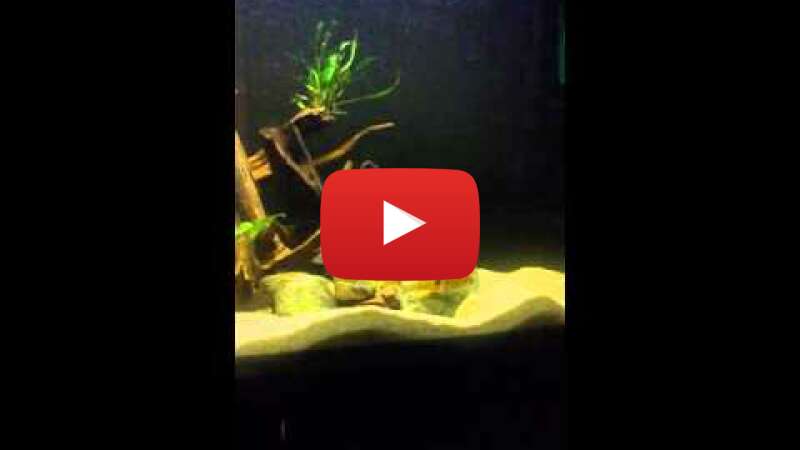 Video INeB93kyFa4 abspielen