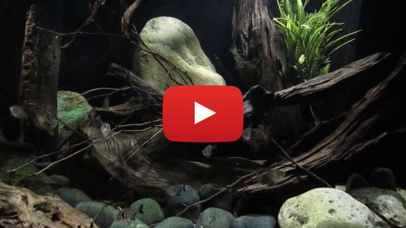 Video IQorfaacU6I abspielen