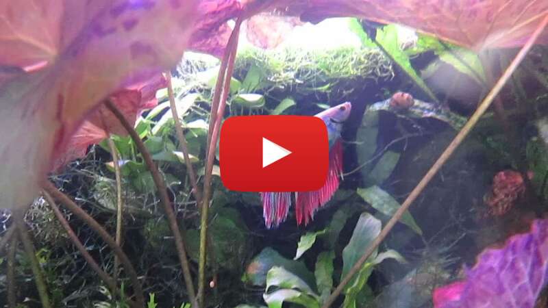 Video IRA27wG-J4Q abspielen