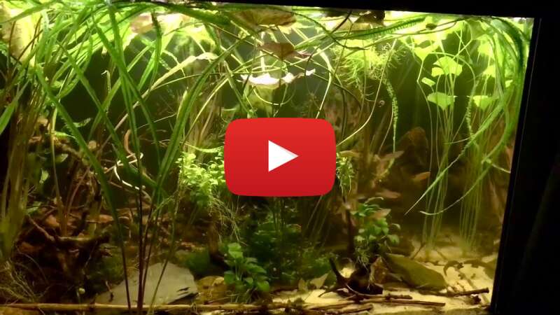 Video I_jDhX5veio abspielen