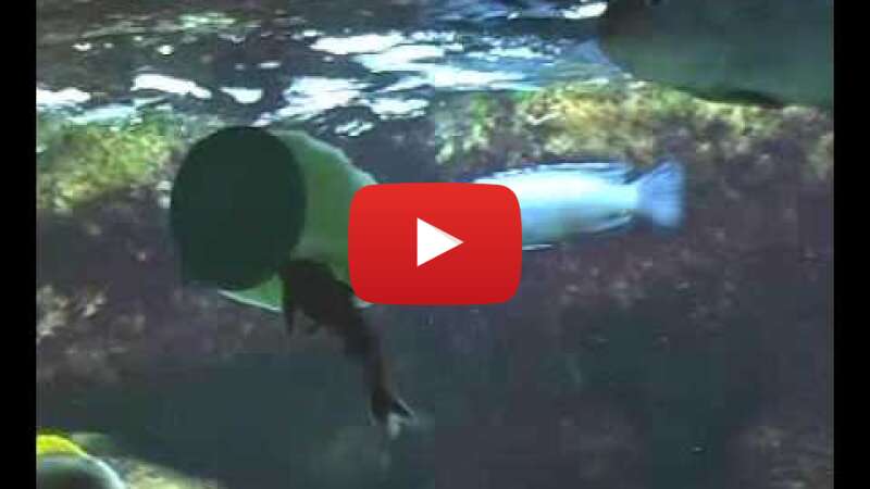 Video IaR9yW9T1Lc abspielen