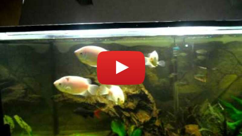 Video Ig2MinO263Y abspielen