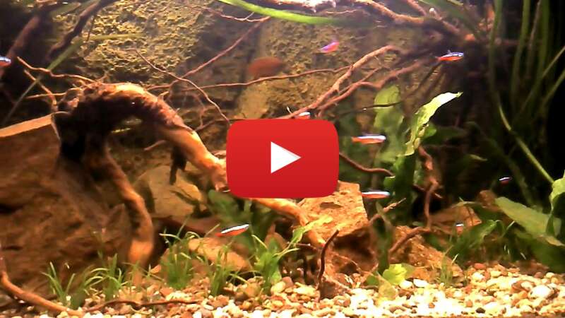 Video IhUAPRsWByY abspielen