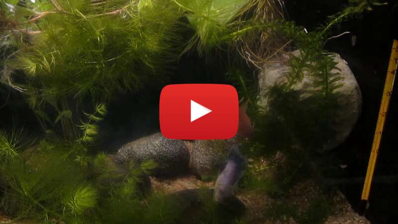 Video Il41qFH-KI4 abspielen