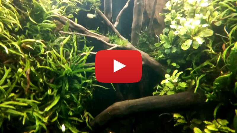 Video InWP8npMvmA abspielen