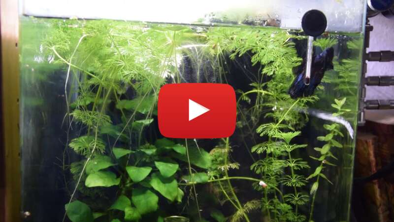 Video IsSqmFnkpp0 abspielen