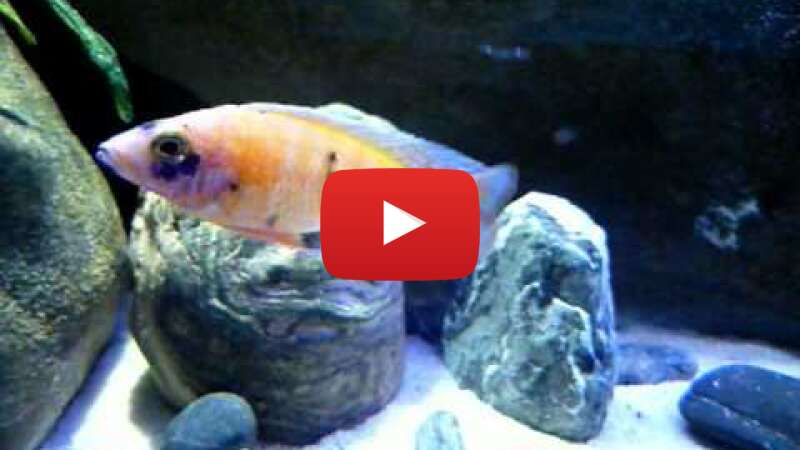 Video ItTnZLNtYSU abspielen