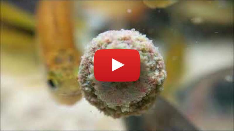 Video ItvBW8HY0j0 abspielen