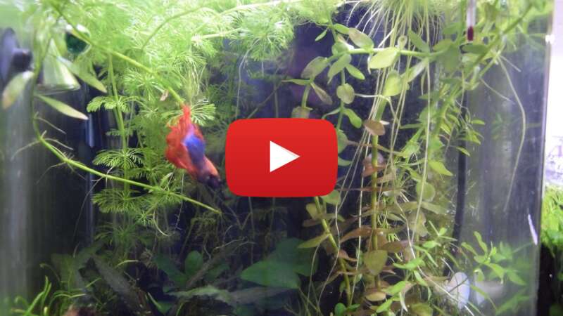 Video IyxTeByIq0M abspielen