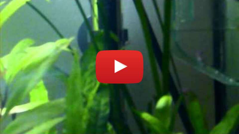 Video J-4XZHgSHGg abspielen