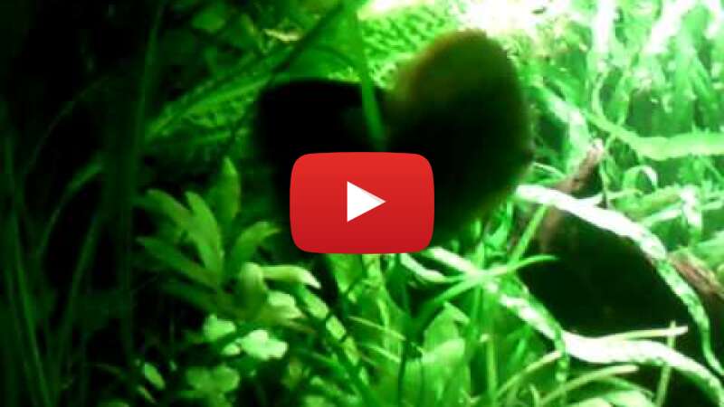 Video J4D3noqHgvo abspielen