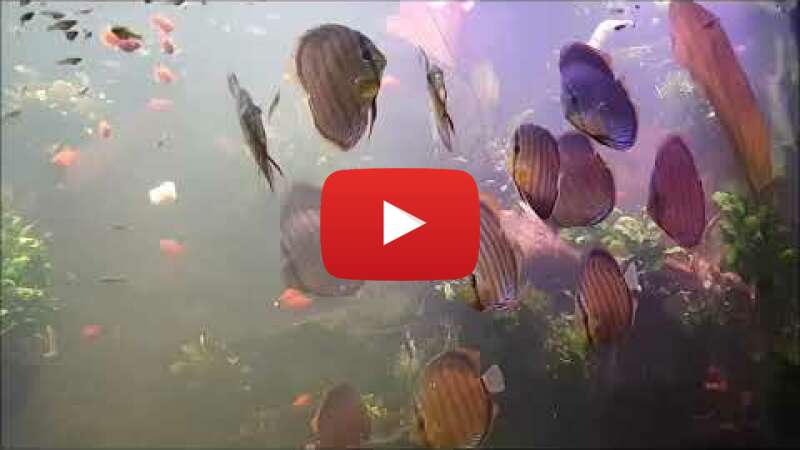 Video J6r0MHl1BAQ abspielen