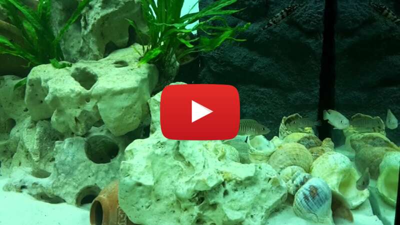 Video JBlunF6qCxQ abspielen