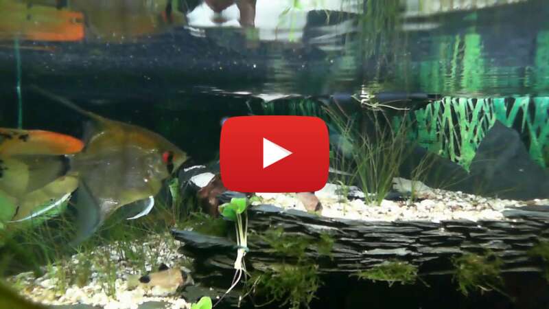 Video JCB_td81Z2w abspielen